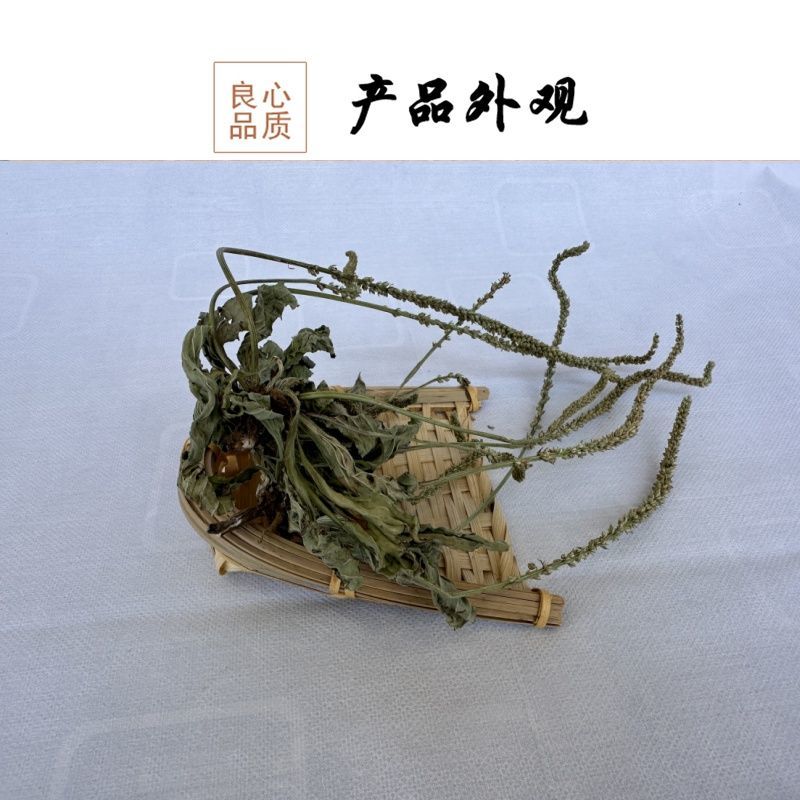 新货车前草野生整颗车前草全草车轱辘菜新鲜干货泡茶煮水中草