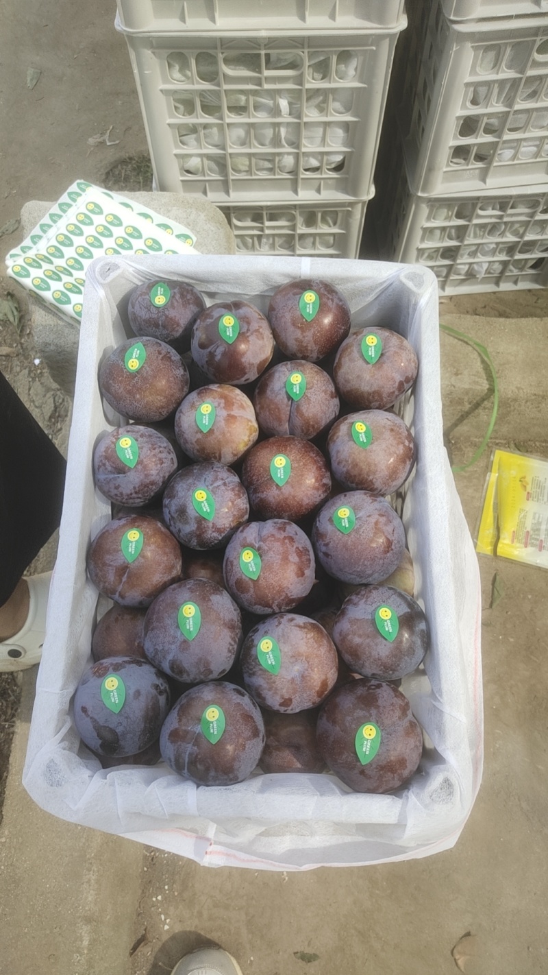南阳内乡黑总统（黑布林）新鲜上市产地直发（可供外贸）