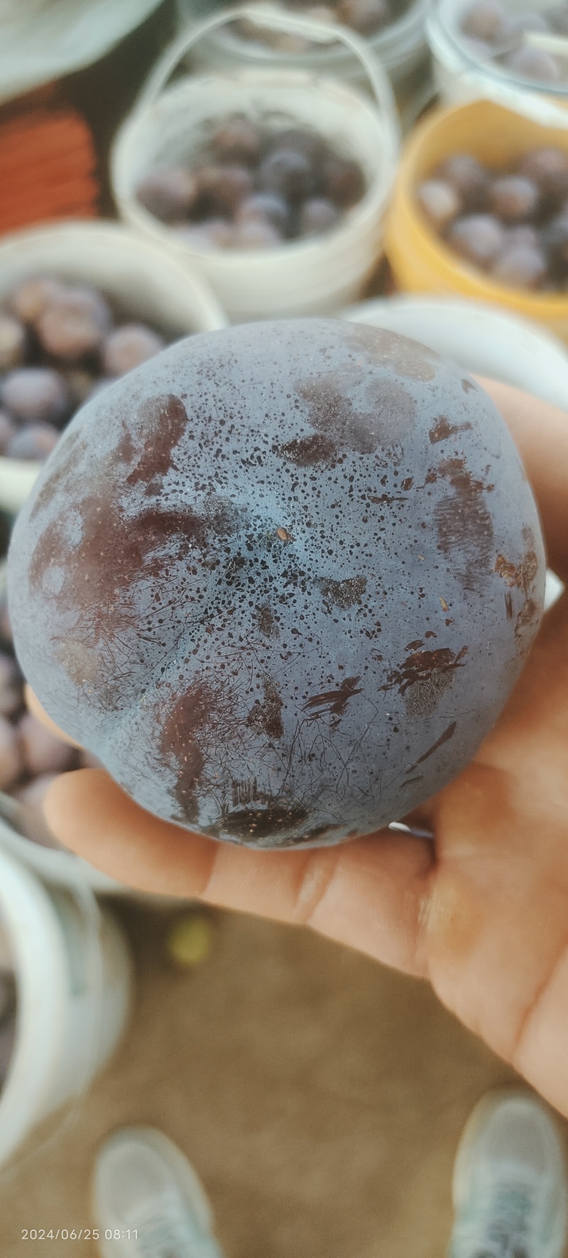 南阳内乡黑总统（黑布林）新鲜上市产地直发（可供外贸）