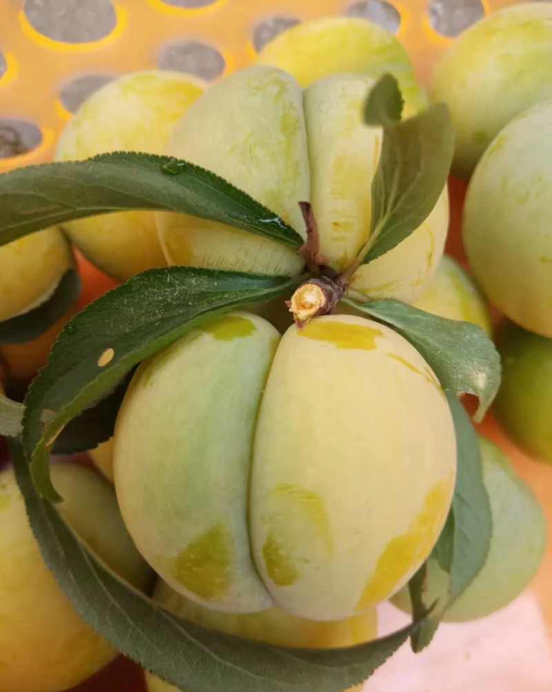 糖度15一手货源。