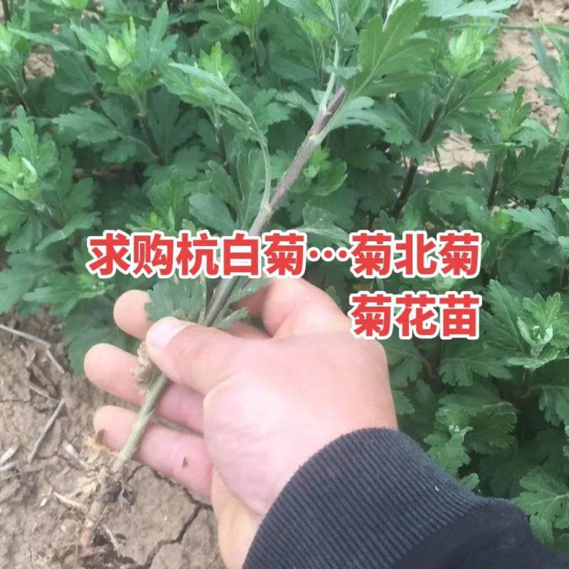 杭白菊。菊花扦插苗