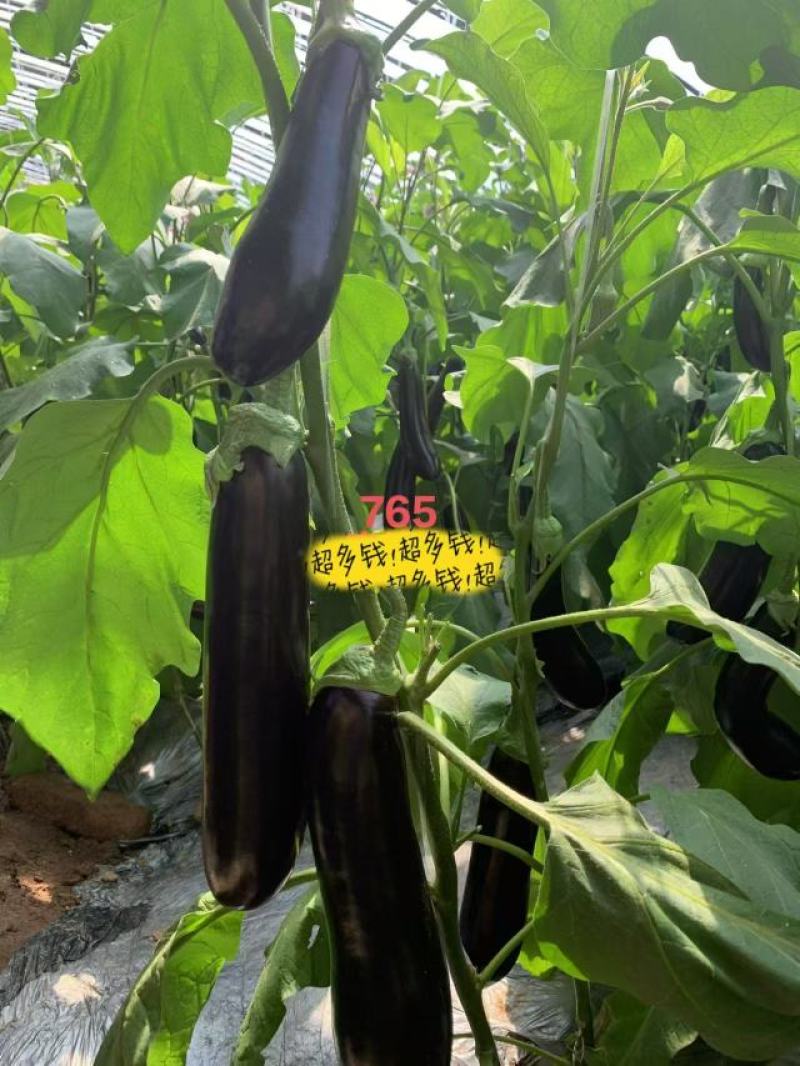 茄子苗嫁接长茄圆茄苗线茄苗烧烤茄苗绿灯泡茄