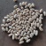 黑龙江白芸豆40吨现货