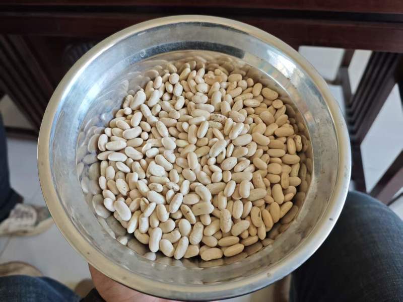 黑龙江白芸豆40吨现货