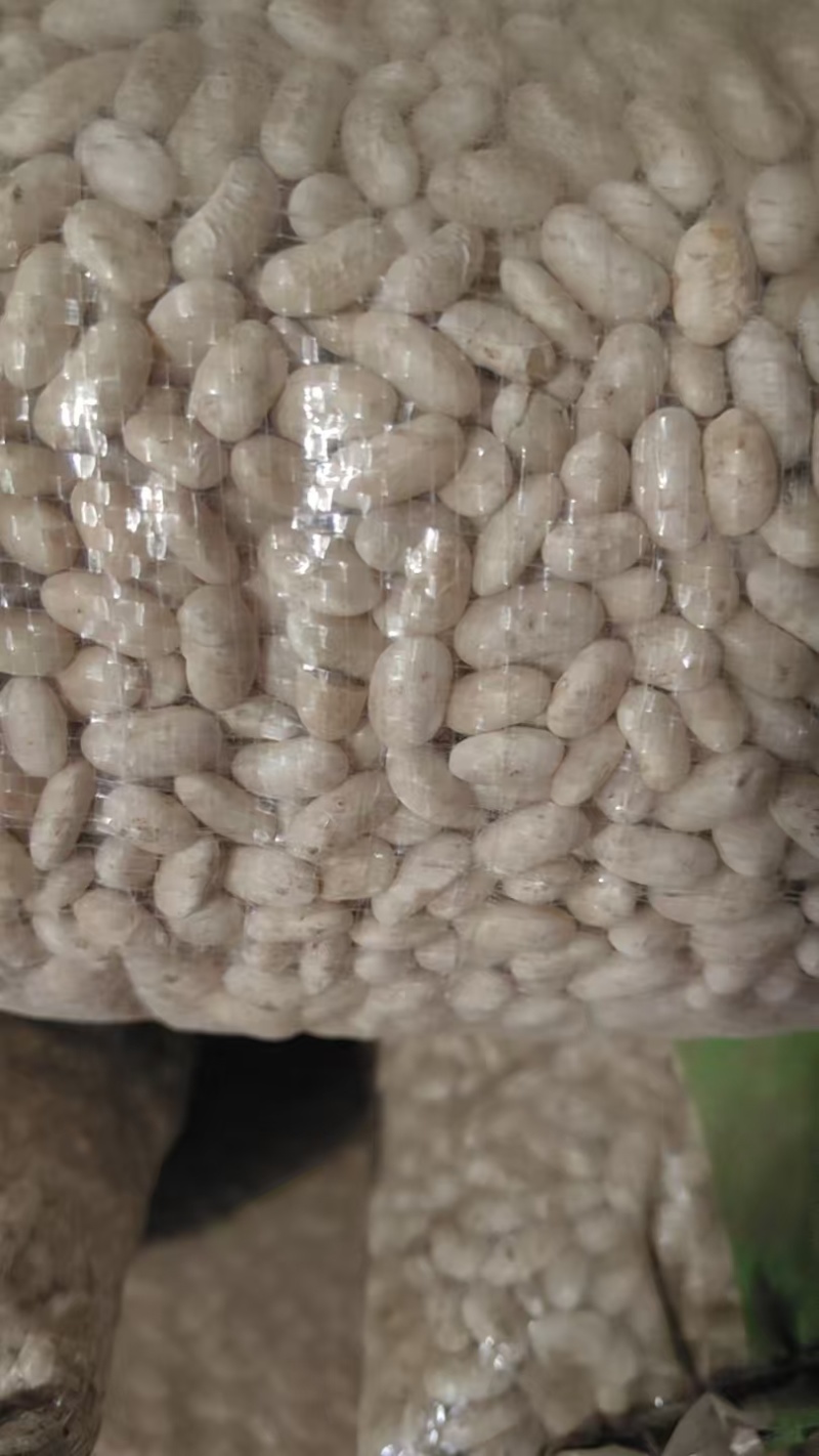 黑龙江白芸豆40吨现货