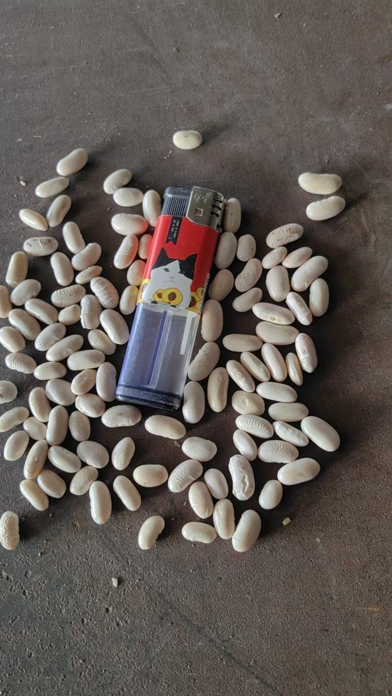 黑龙江白芸豆40吨现货