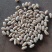 黑龙江白芸豆40吨现货