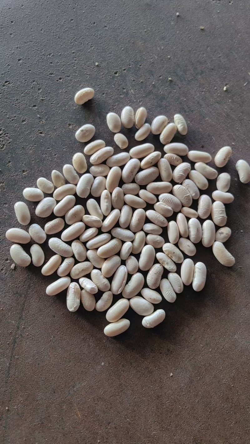 黑龙江白芸豆40吨现货