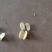 黑龙江白芸豆40吨现货