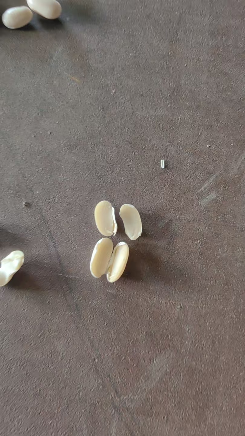 黑龙江白芸豆40吨现货