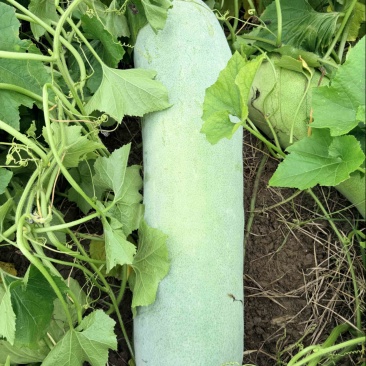 精品长白条
