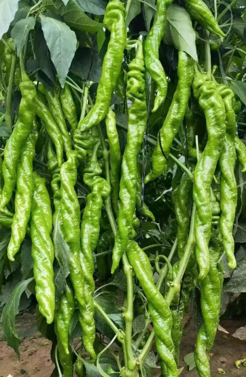 光亮顺直抗病大果羊角椒苗尖椒苗黄皮绿皮羊角椒苗