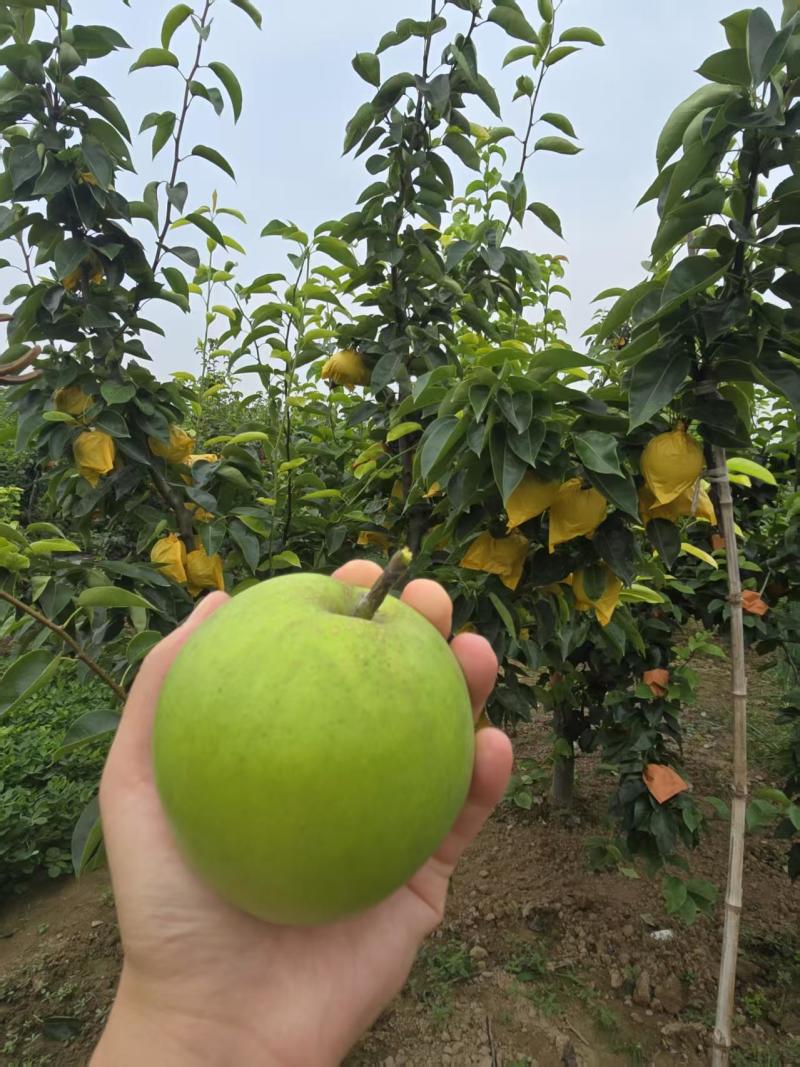 砀山苏脆一号6两以上，精品水果个头匀称有需要的主页电话