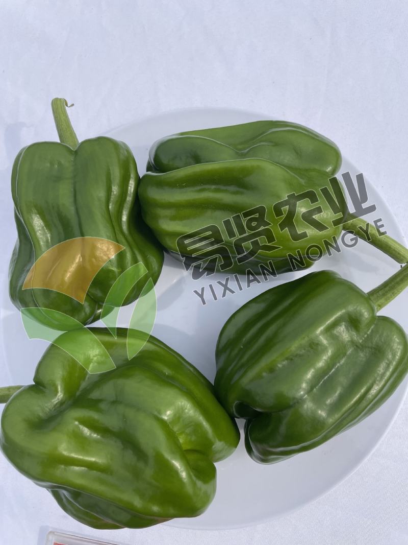 光亮顺直抗病大果羊角椒苗尖椒苗黄皮绿皮羊角椒苗
