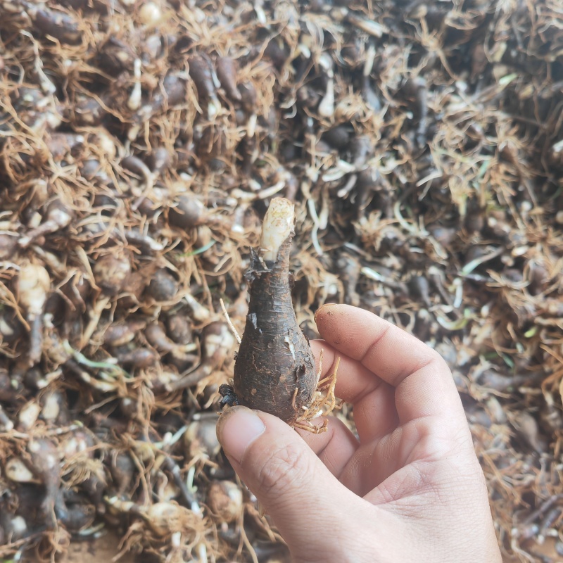 风雨兰。韭兰。水仙花球球