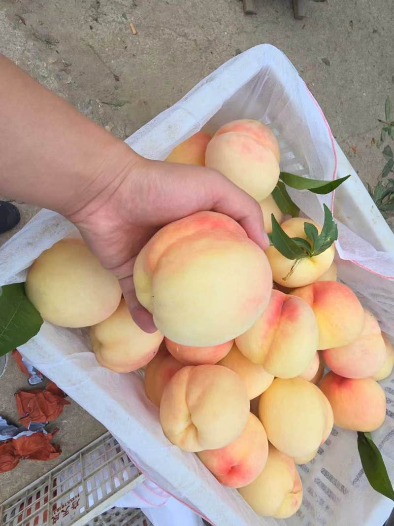 东桃九号白凤水蜜桃量大价优自有基地对接市场商超