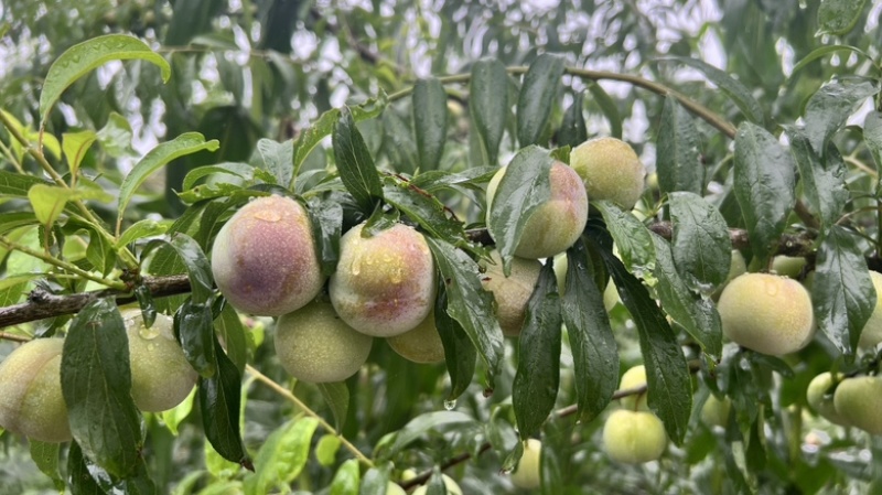 茵红李
