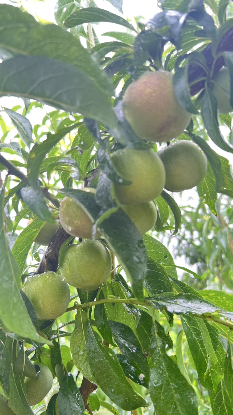 茵红李