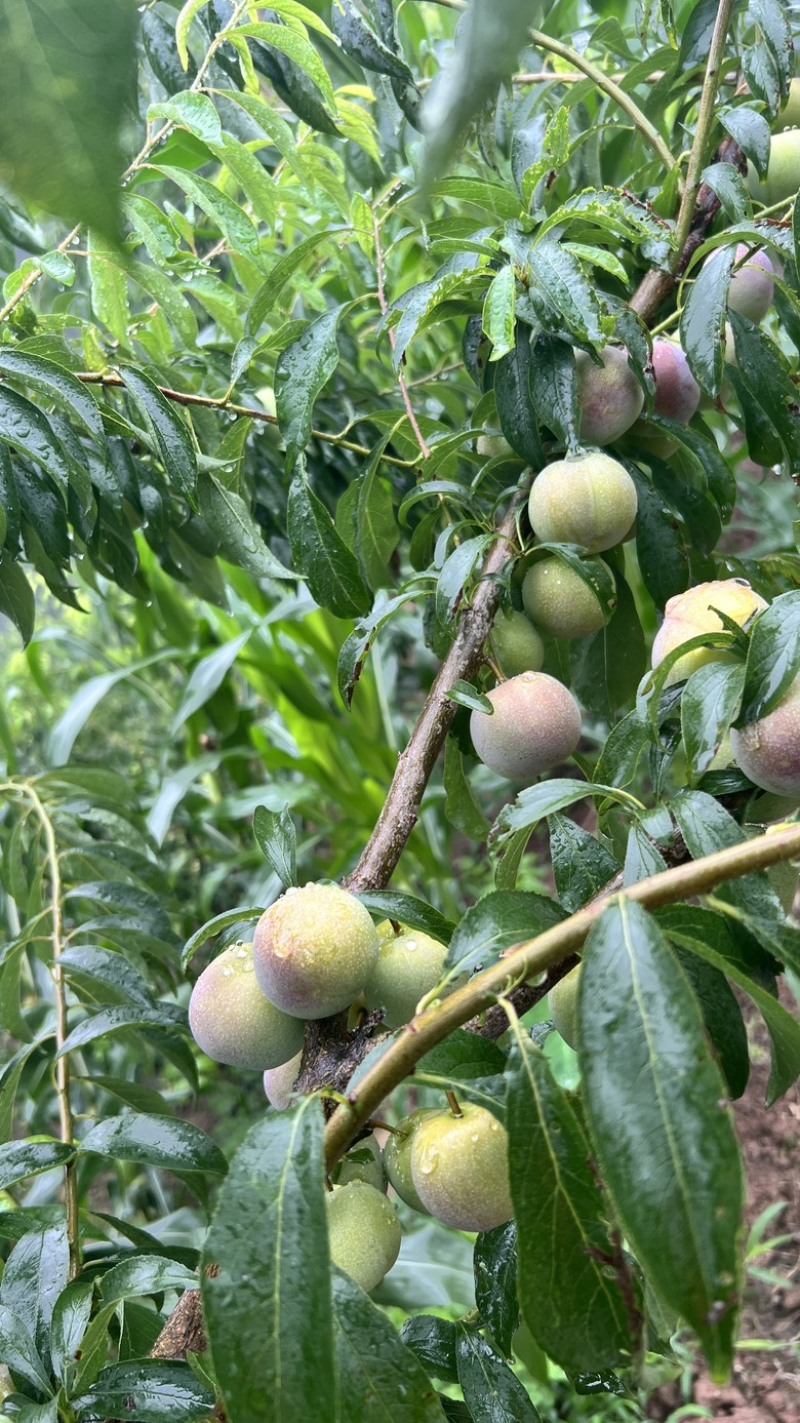 茵红李