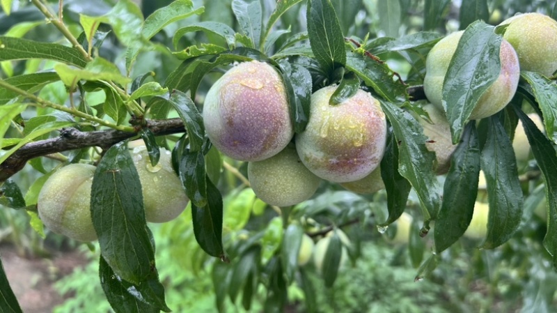 茵红李