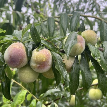 茵红李