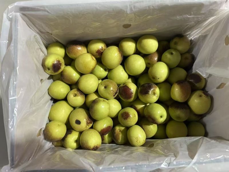 【冬枣】大荔县冬枣/陕西冬枣/新鲜冬枣/电商团购批发价