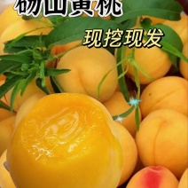 精品安徽砀山产地黄桃供应批发市场商超加工厂