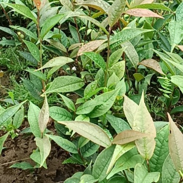 四川小金花茶堪称茶树界的活化石，其花和叶均可冲泡食用