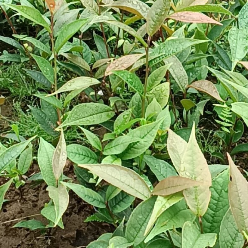 四川小金花茶堪称茶树界的活化石，其花和叶均可冲泡食用