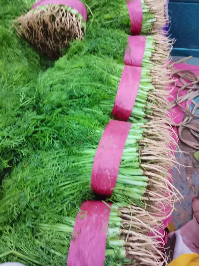 大量供应本地精选茴香产地直销保质保量，欢迎老板前来咨