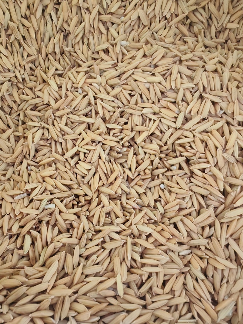 邵东双凤卫生院对面/优质谷没发霉没酸味，没露白发芽粒