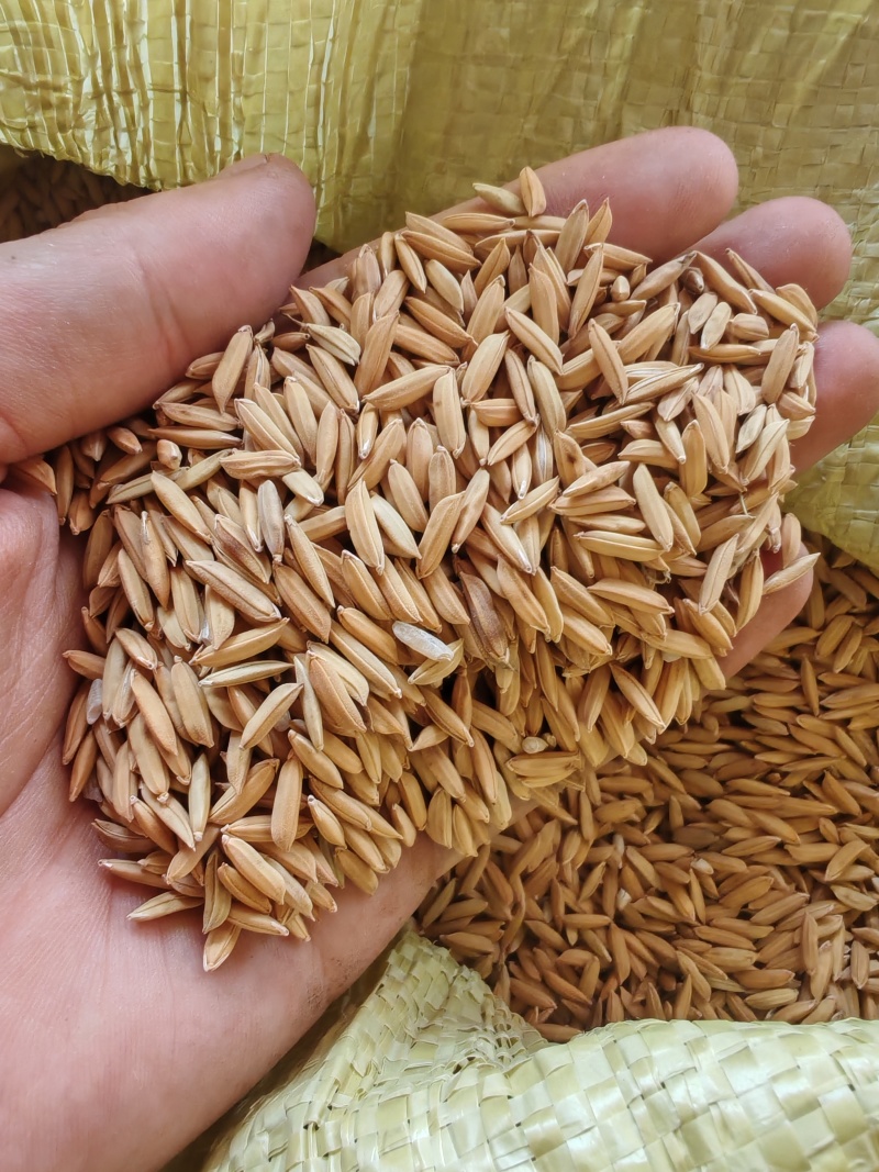 邵东双凤卫生院对面/优质谷没发霉没酸味，没露白发芽粒