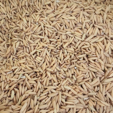 邵东双凤卫生院对面/优质谷没发霉没酸味，没露白发芽粒