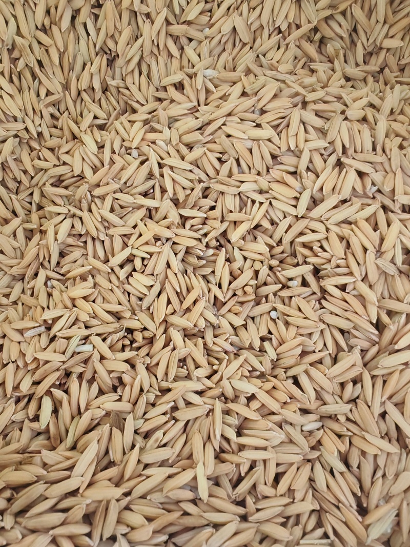 邵东双凤卫生院对面/优质谷没发霉没酸味，没露白发芽粒