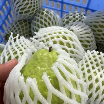 红心芭乐