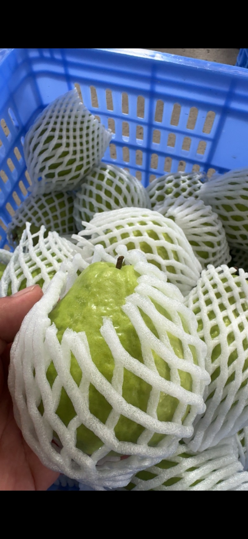 红心芭乐
