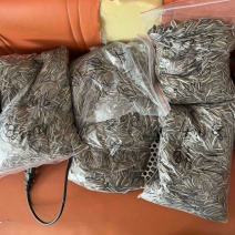 精品葵花籽