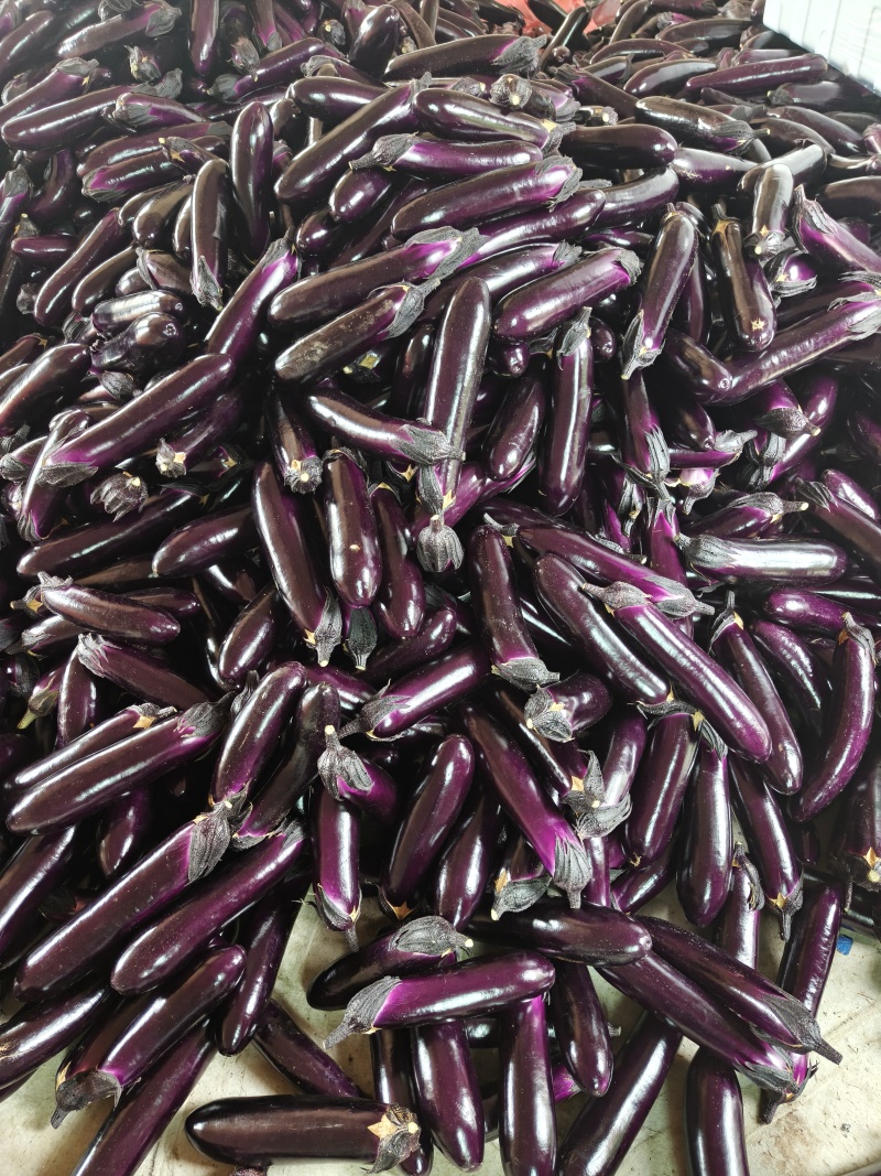 精品紫长茄、烧烤茄产地直发，大量供应市场、商超、电商、工