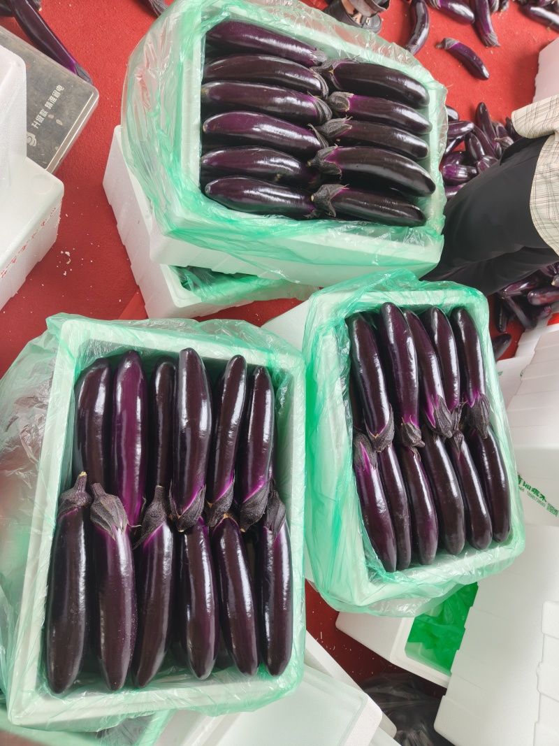 精品紫长茄、烧烤茄产地直发，大量供应市场、商超、电商、工