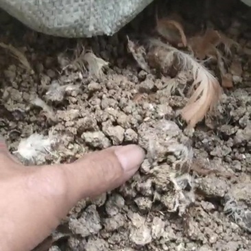 纯鸡粪干鸡粪，有机肥，风干纯度高质量好