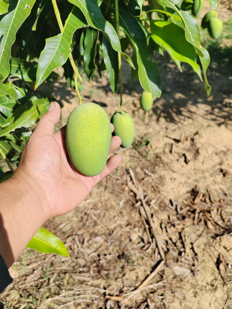 自家种的，耶香芒。华坪县城附近