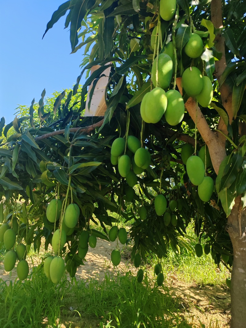 自家种的，耶香芒。华坪县城附近