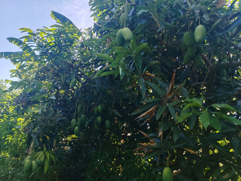 自家种的，耶香芒。华坪县城附近