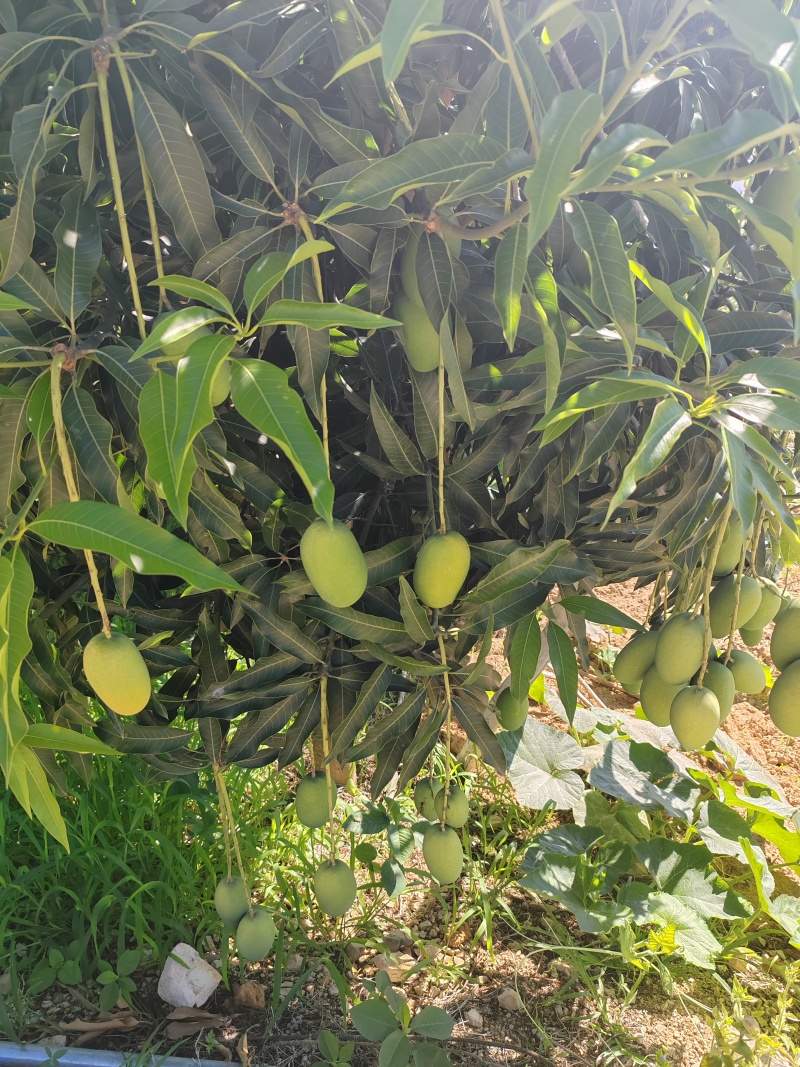 自家种的，耶香芒。华坪县城附近