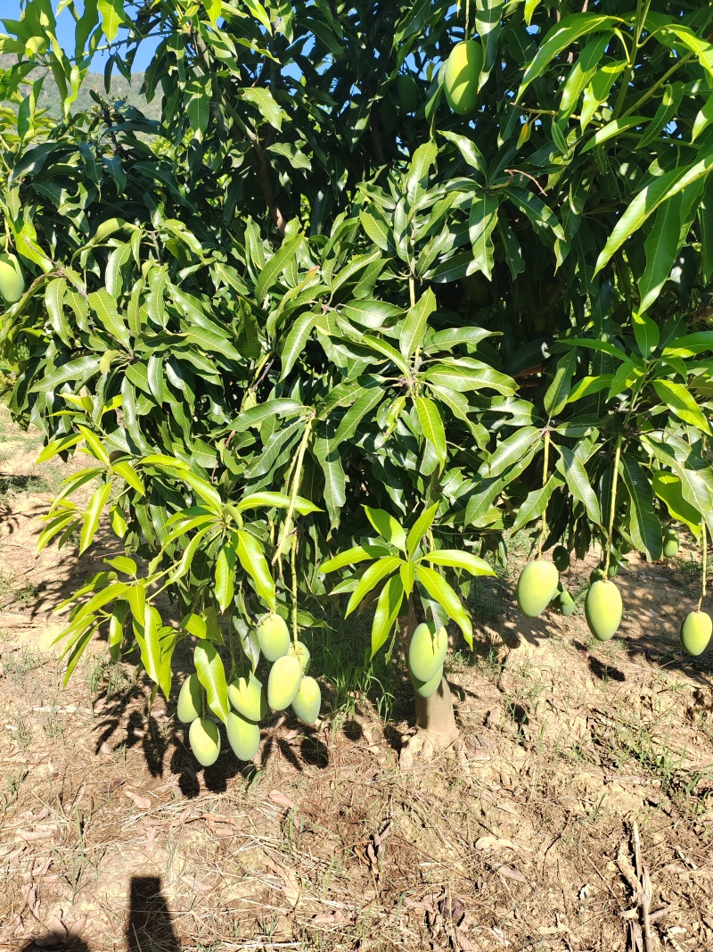 自家种的，耶香芒。华坪县城附近