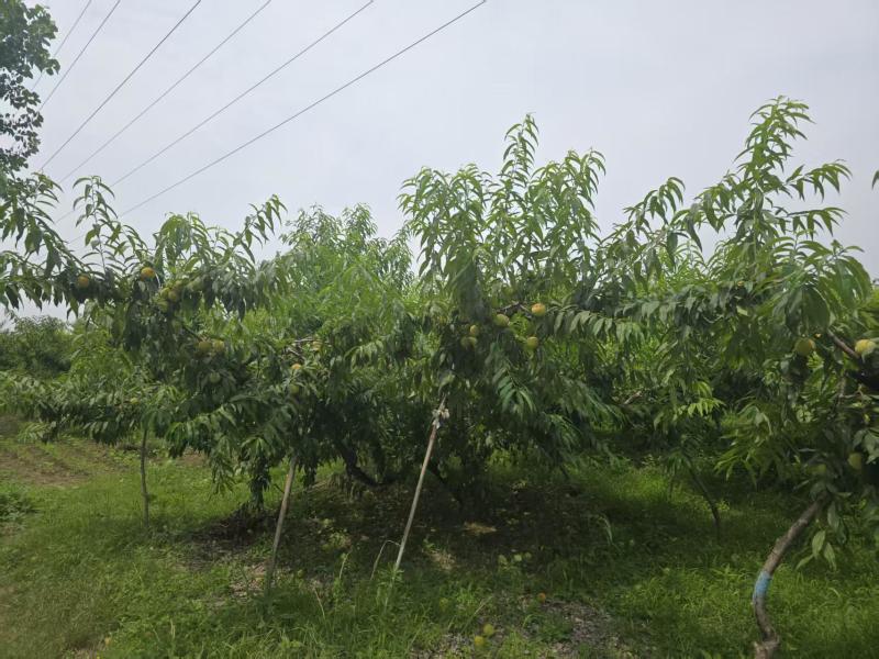 精品安徽砀山产地黄桃供应批发市场商超加工厂