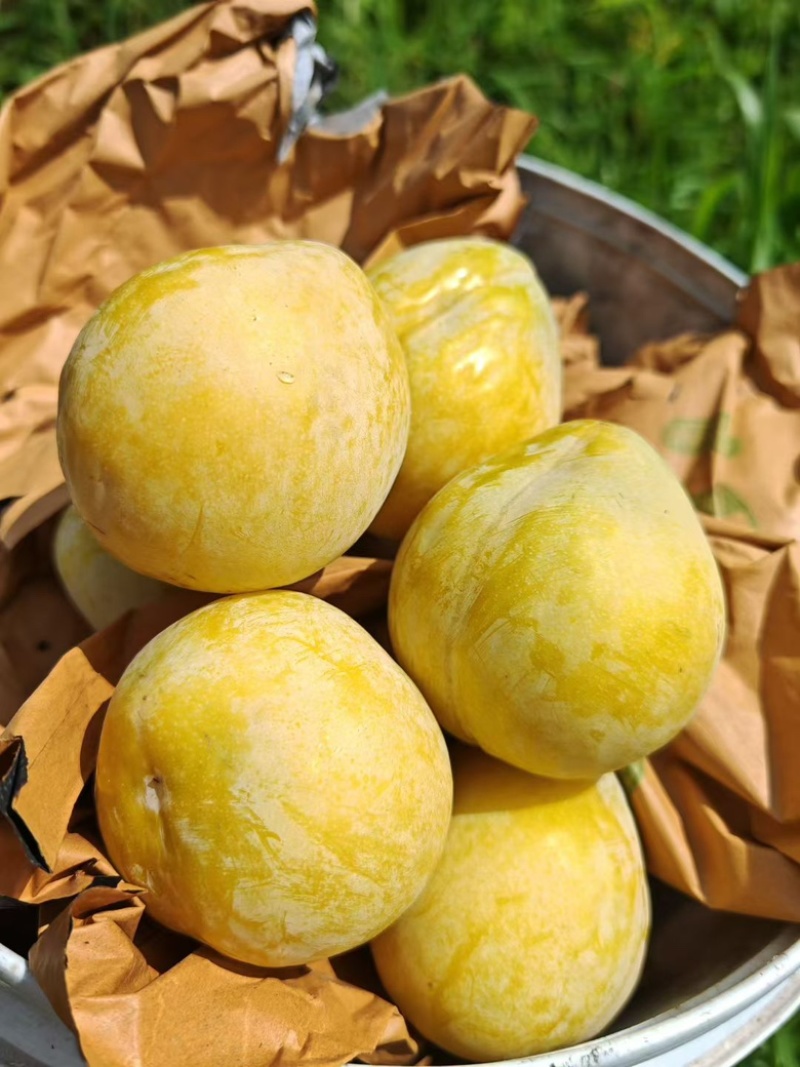 九峰山“一村一品”黄金奈李
