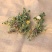 野生蒲公英茶带根带花纯干的新货蒲公英蒲公英泡水喝天然婆婆