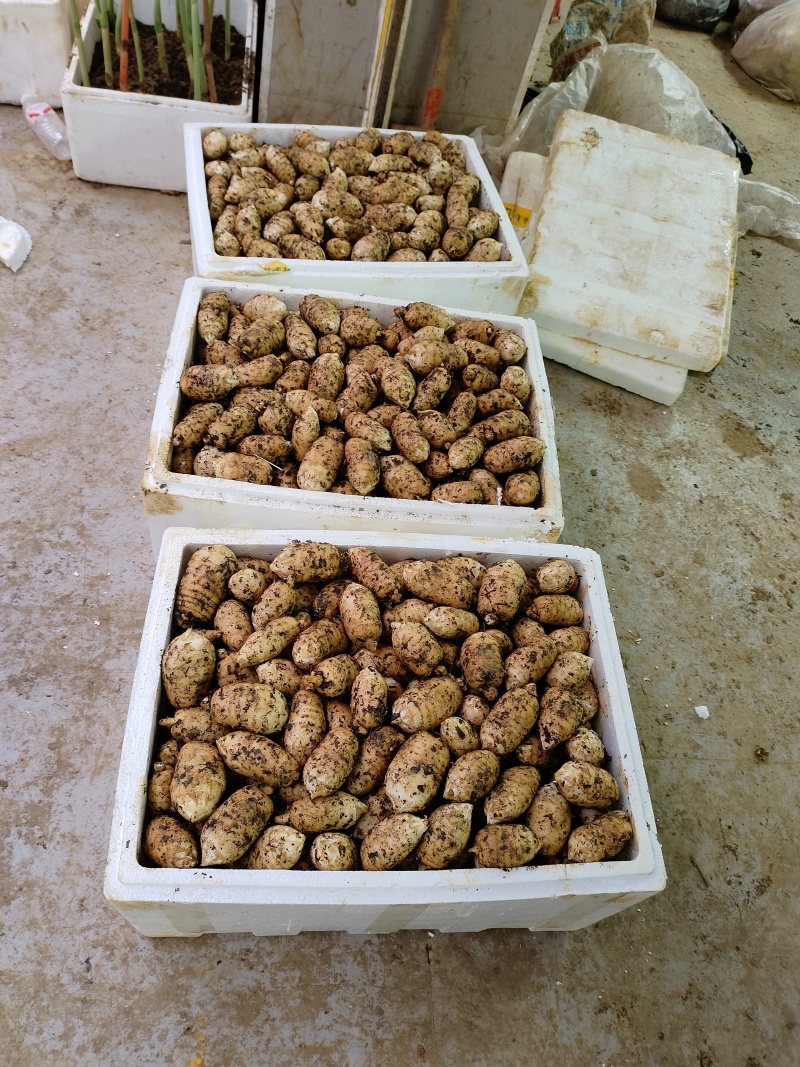 云南昭通新鲜现挖，小草坝乌天麻现货现发
