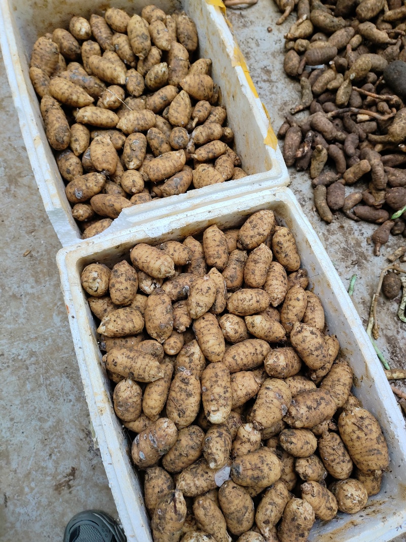 云南昭通新鲜现挖，小草坝乌天麻现货现发